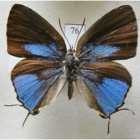 Ostrinotes tarena (Hewitson, 1874) Indonesia, Ambon76